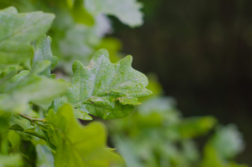 Green oak leaf with dew