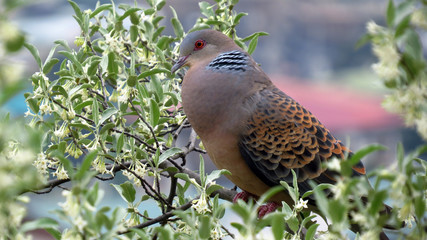 Wild Bird in Bhutan