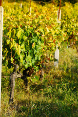 Vineyard in Greek province