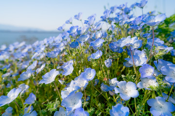 満開のネモフィラ