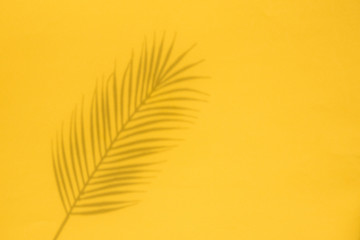 Tropical palm tree leaf shadow on a yellow background. Summertime layout