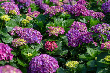 purple Hydrangea, Ajisai flowers in the garden 