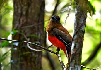The beautifu bird in the forest