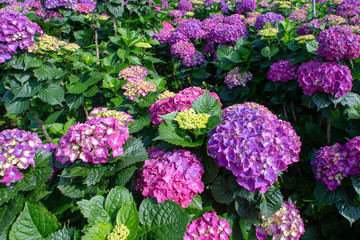 purple Hydrangea, Ajisai flowers in the garden