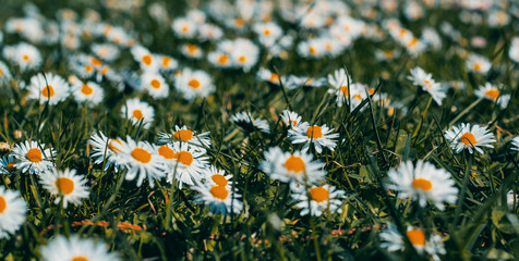 Fototapeta premium Field of dasies / simple colors