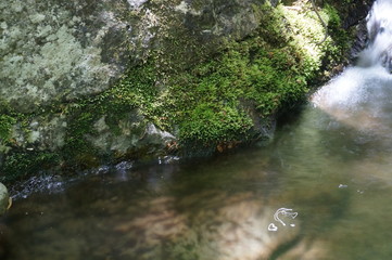 苔とハート（1.6秒の奇跡）