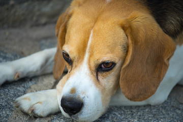 Beagle thinking