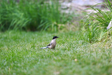 bird in Earth altar of Beijing