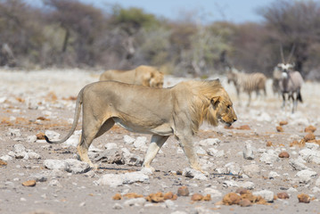 Obraz na płótnie Canvas Lion walking in the bush, Zebra and oryx defocused in the background. Wildlife safari in the Etosha National Park, Namibia, Africa.