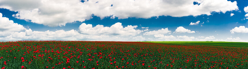 Field with blooming red poppies in the shade of clouds