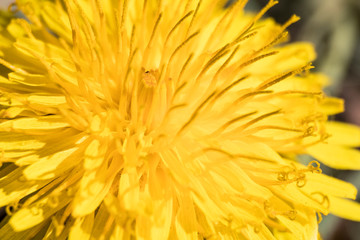 Yellow dandelion taraxacum flower full of details
