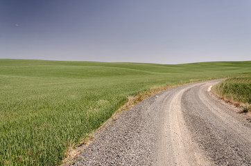 gravel road turning with wheat fields on each side