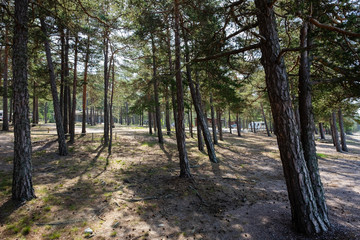 path in the forest