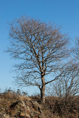 Tree full of branches in a blue sky during winter