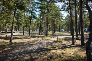 path in the forest