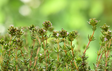 Green fresh plant of thyme closed up on blurred green background