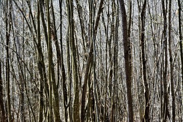 Obraz premium deciduous forest in winter