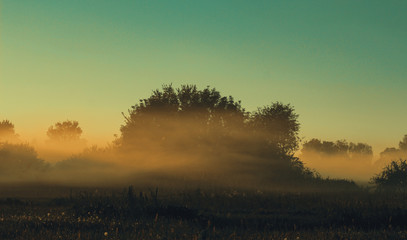 Trees in the morning fog in the countryside