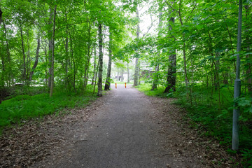 road in the forest