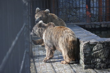 Two bear