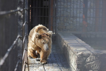 Bear