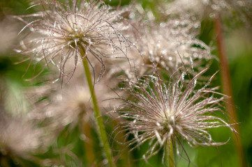 Pulsatilla patens seeds water drop.Beautiful plants from botanical garden for catalog. Natural lighting effects. Shallow depth of field. Selective focus, handmade art of nature. Flower landscape