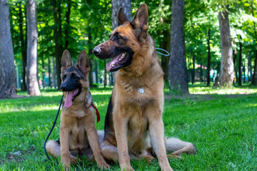 Dog Family. Adult with Puppy. German Shepherd Pet Sitting on Green Grass with Tounge Outside. Beauty Brown Fur Young and Adult Curious Pet Sit and Looking Side. Summer Outdoor Playing.
