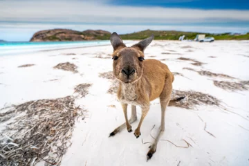 Fototapete Cape Le Grand National Park, Westaustralien Känguru an der Lucky Bay im Cape Le Grand National Park