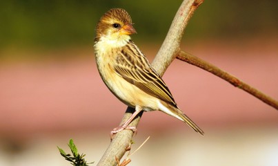 Baya weaver