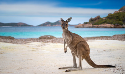 Kangaroo at Lucky Bay in the Cape Le Grand National Park - obrazy, fototapety, plakaty