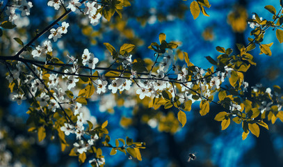 Tiny blue flowers in spring/ Paste colors