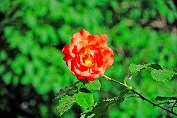 Flower coral-colored roses on the background of green leaves. Natural rose bush.