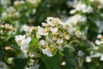 Schlehen in Blüte