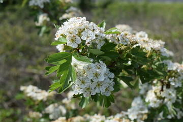 Schlehen in Blüte