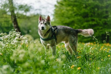 Obraz premium Husky-Power