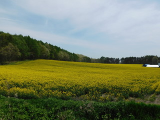 Obraz premium 春の畑