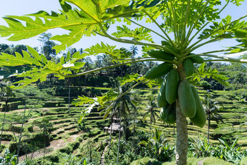 papaya tree with tegalalang rice terrace