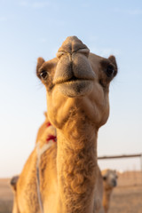 Nahaufnahme eines Kamels