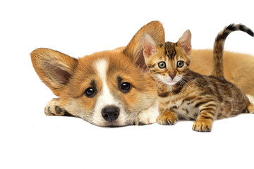 puppy and a kitten are lying together on a white background