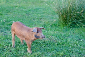 One piglets walking in a meadow
