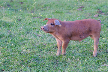 One piglets walking in a meadow