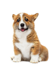 welsh corgi puppy funny face on a white background