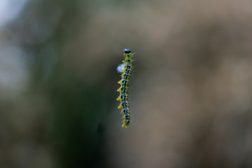 caterpillar on a leaf in the forest