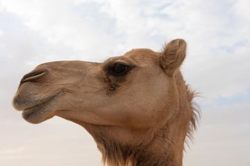 Obraz premium Nahaufnahme eines Kamels