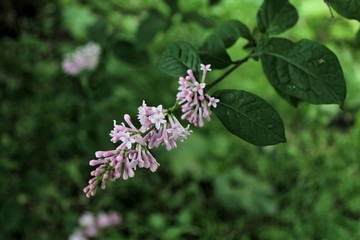 Lilac flower