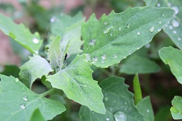 Dew on green leaves