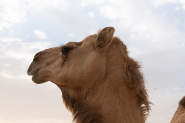 Nahaufnahme eines Kamels