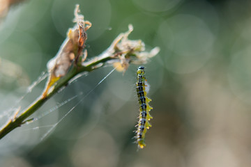 caterpillar on a leaf in the forest