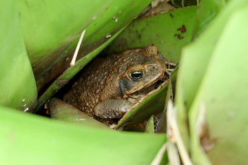 Australian Cane Toad sitting in a plant