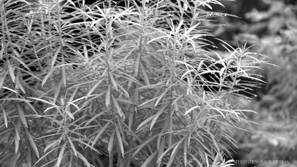 Diamonds on the leafs..